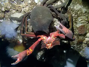Northern Kelp Crabs