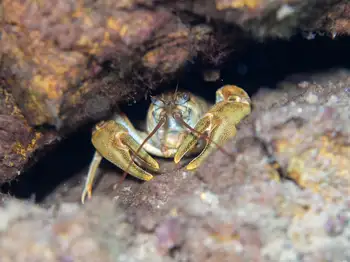 Signal Crawdad