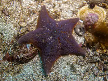 Bat Star