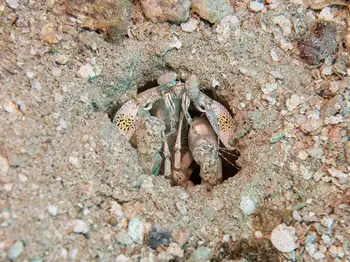 scaly tailed mantis shrimp