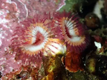 Orange Feather Duster Worms