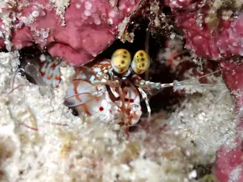 Tiger Mantis Shrimp