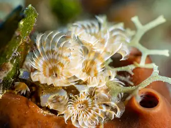 Social Feather Duster Worms