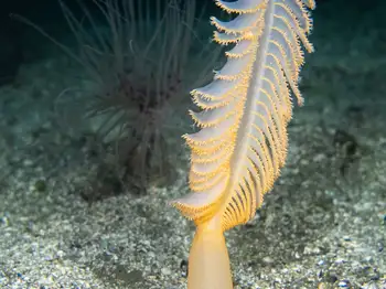 Ptilosarcus gurneyi Sea Pen