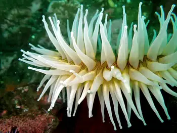 Fish Eating Anemone