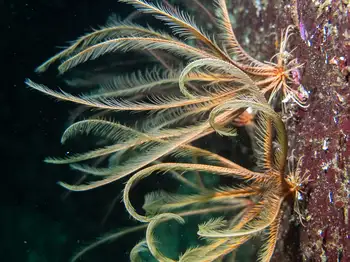 Northwest Feather Stars