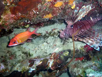 Lionfish and Longspine Squirrelfish