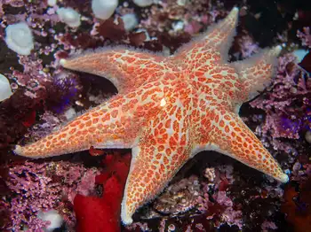 Leather Star