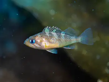 Juvenile Rockfish