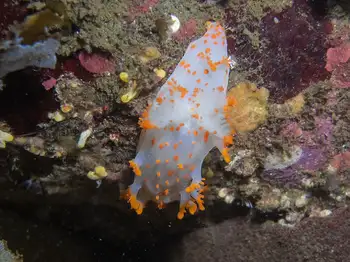 Clown Nudibranch