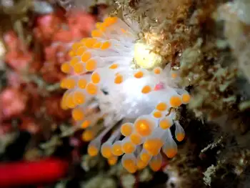 cockerell's nudibranch