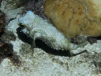 porcupine fish