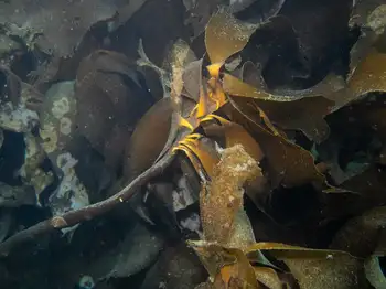 woody kelp