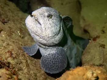 Wolf Eel