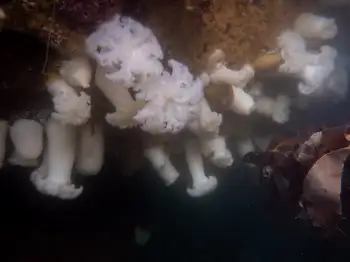 Metridium Anemones
