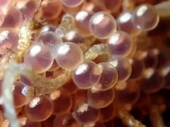 Whitespotted Greenling Eggs