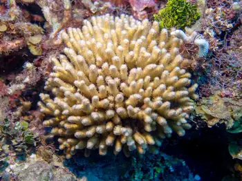 Coral