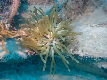 Giant Anemone