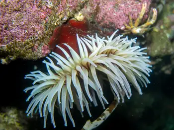 Swimming Anemone