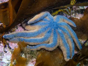 Striped Sun Star