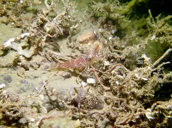 Prolific Three Section Tube Worms