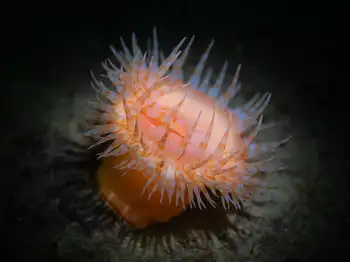 Swimming Anemone