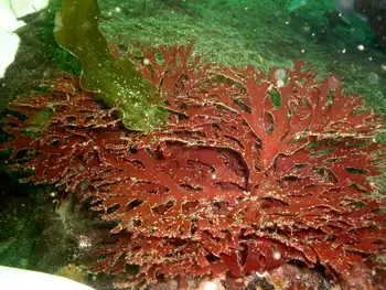 Sea Laurel Seaweed