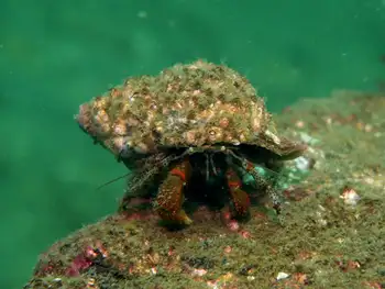 Bering Hermit Crab