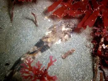 Pacific Staghorn Sculpin