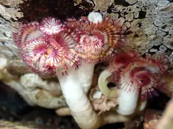 Red Trumpet Calcareous Tube Worms