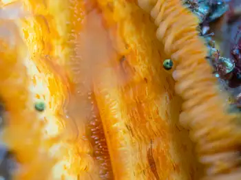 Rock Scallop
