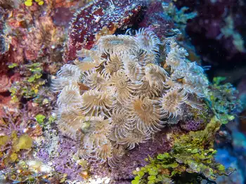 Feather Duster Worms