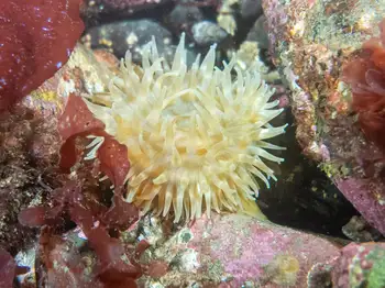 Swimming Anemone