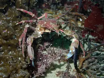 cryptic kelp crab