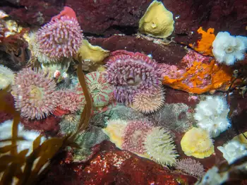 Anemones