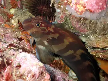 panamic fanged blenny
