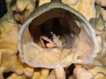 Longhorn Decorator Crab