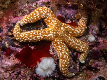 Mottled Star