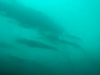 Bull Kelp
