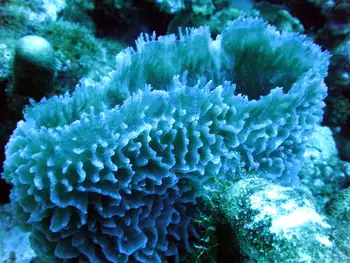blue barrel sponge