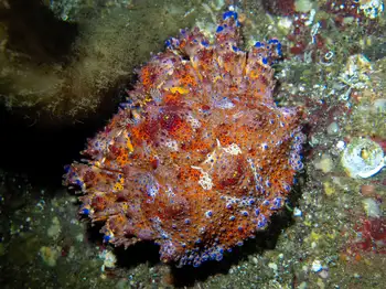 Puget Sound King Crab