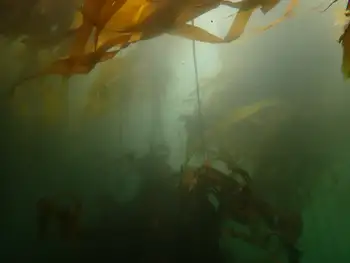 Bull Kelp