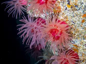 Crimson Anemones