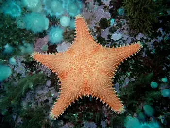 Spiny Red Star