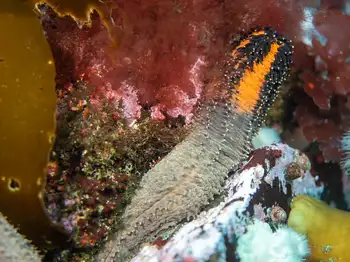 Red Sea Cucumber