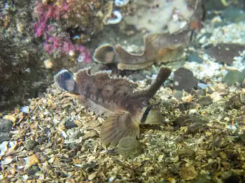 Sailfin Sculpins