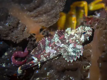 Red Irish Lord Sculpin