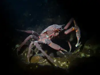 Southern Kelp Crab