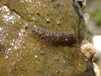 Fifteen Scaled Worm