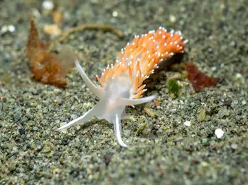 Red Gilled Nudibranch